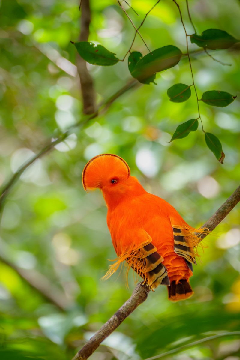 Guianan Cock-of-the-rock - ML645568417