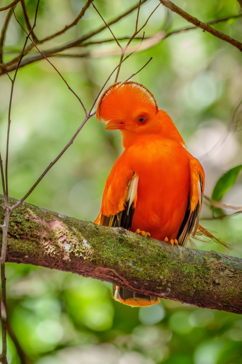 Guianan Cock-of-the-rock - ML645568418