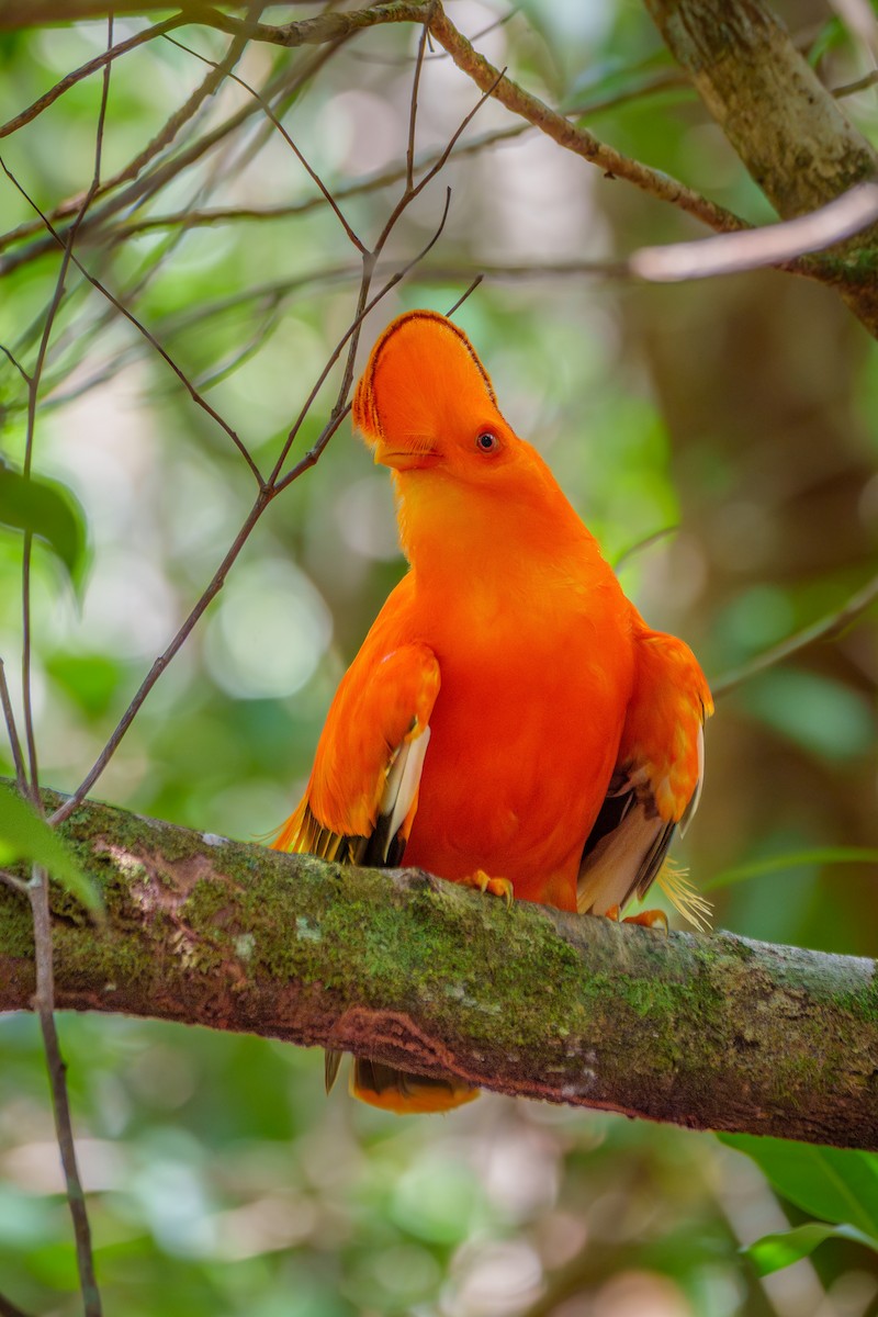 Guianan Cock-of-the-rock - ML645568419