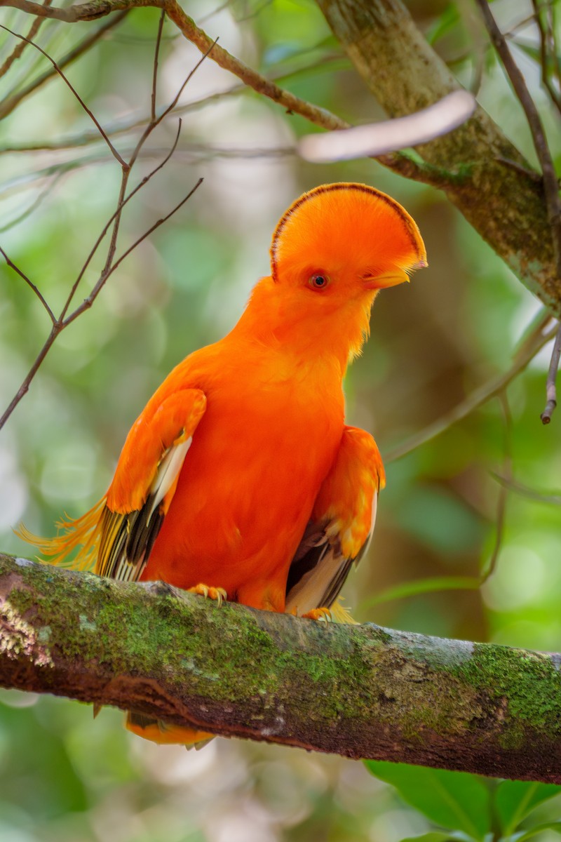 Guianan Cock-of-the-rock - ML645568420