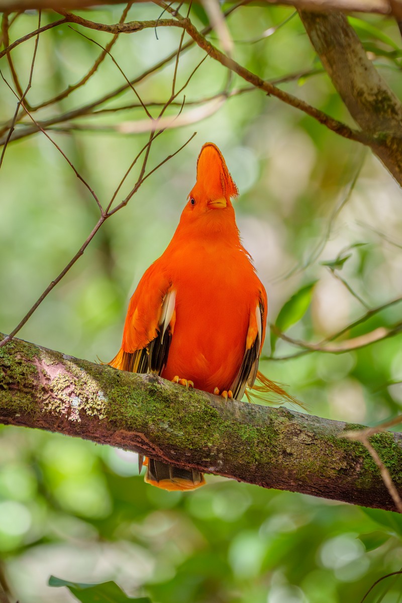 Guianan Cock-of-the-rock - ML645568421