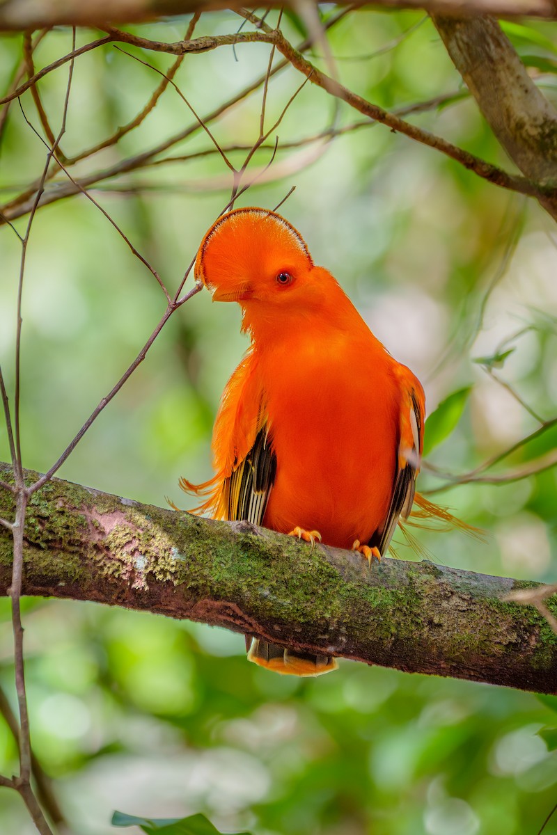 Guianan Cock-of-the-rock - ML645568422