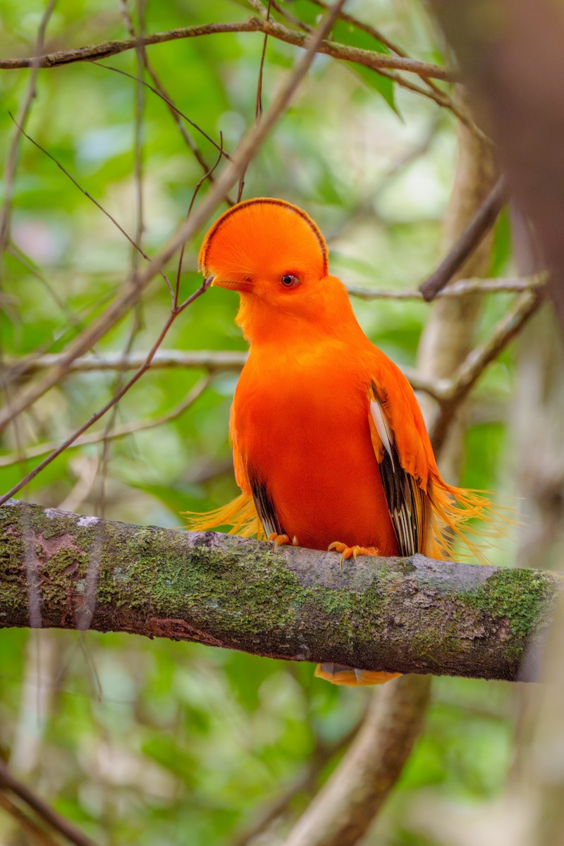 Guianan Cock-of-the-rock - ML645568423