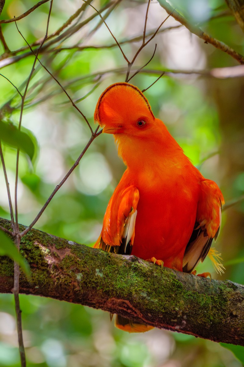 Guianan Cock-of-the-rock - ML645568425