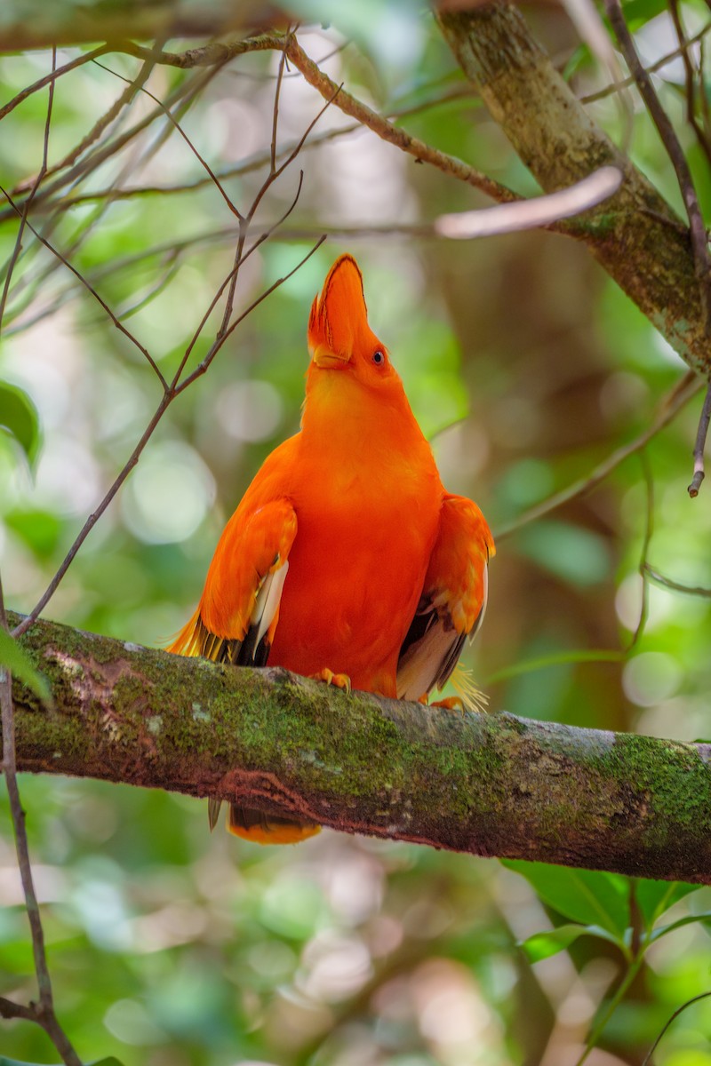 Guianan Cock-of-the-rock - ML645568426