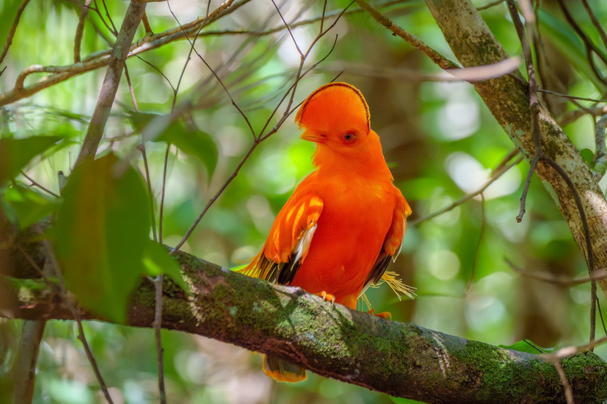 Guianan Cock-of-the-rock - ML645568427