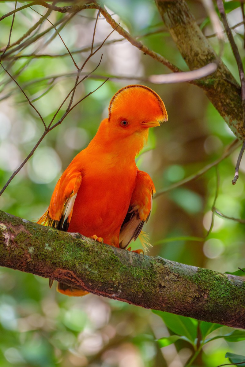 Guianan Cock-of-the-rock - ML645568428