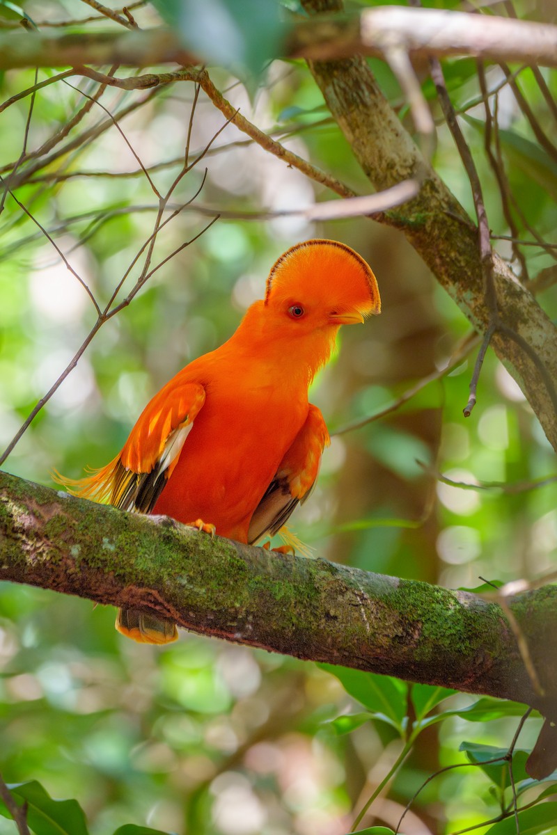 Guianan Cock-of-the-rock - ML645568429