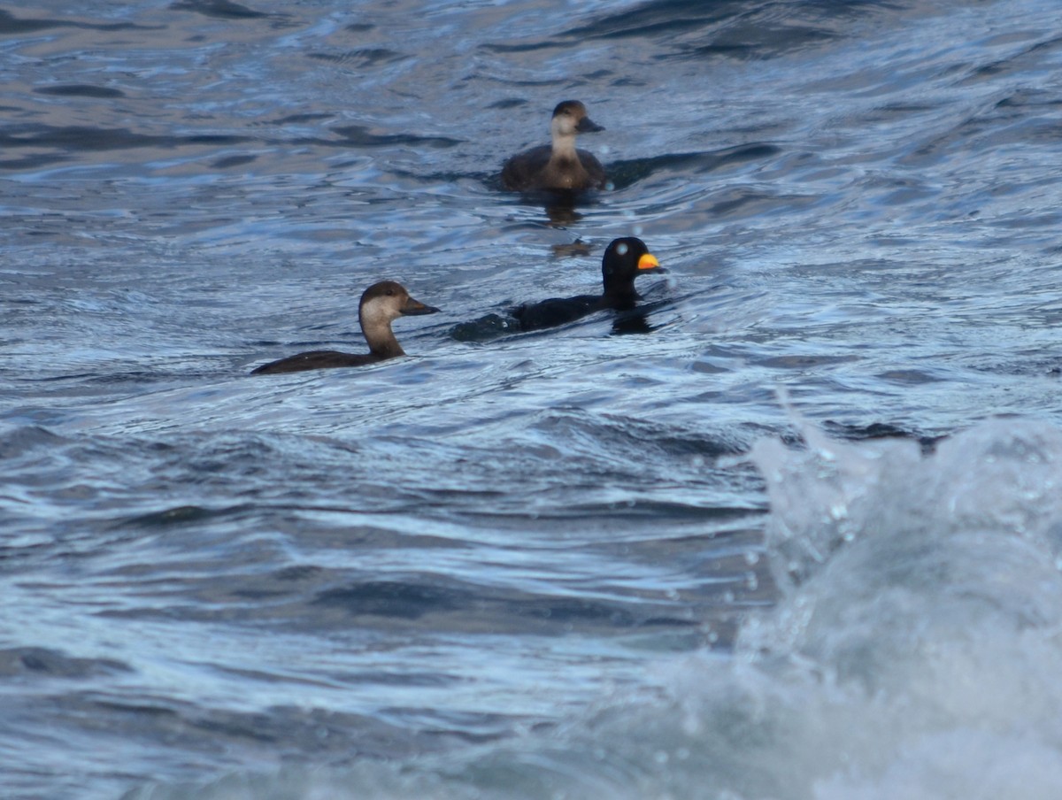 amerikasvartand - ML645568444