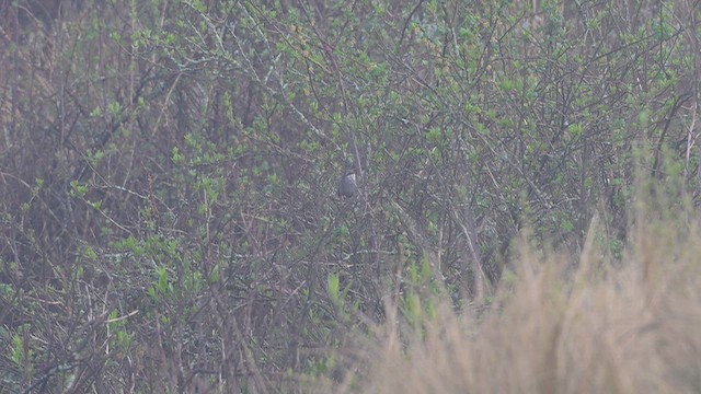 Zimmer's Tapaculo - ML645568447