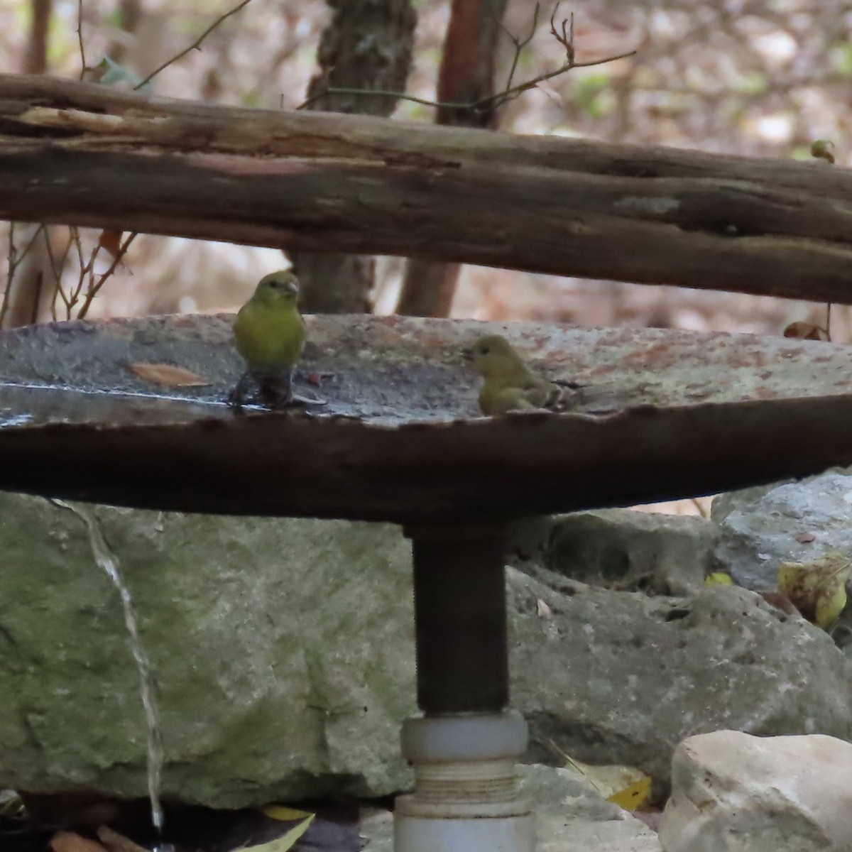 Lesser Goldfinch - ML645568448