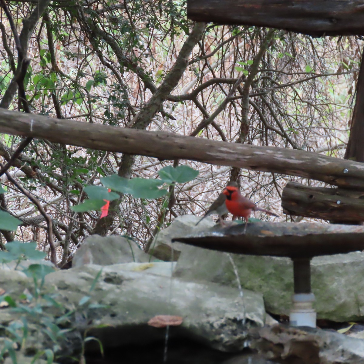 Northern Cardinal - ML645568465