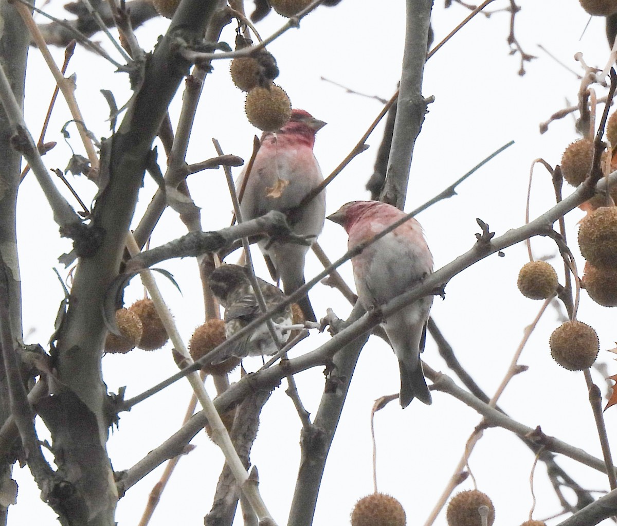 Purple Finch (Eastern) - ML645568466