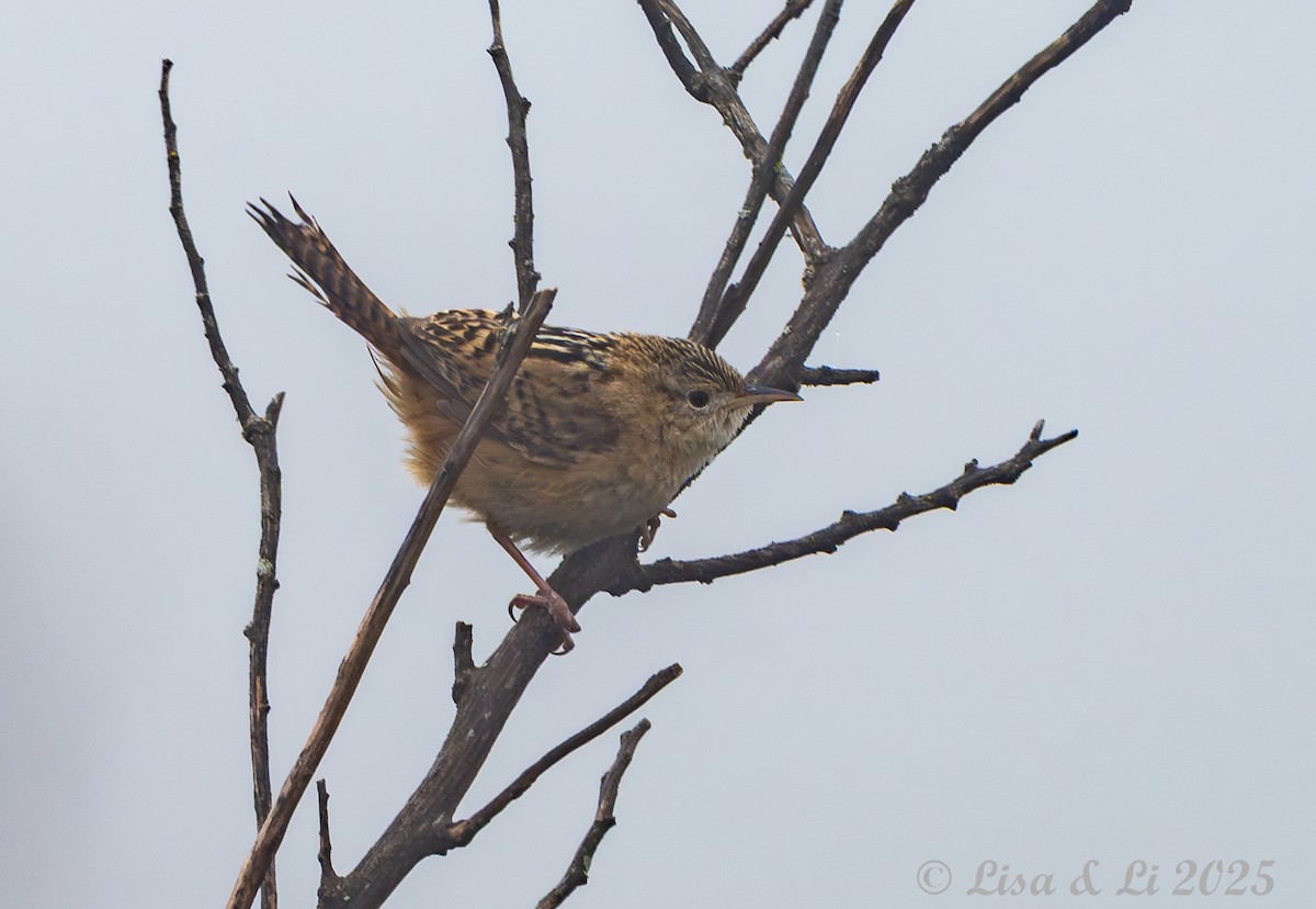 Grass Wren - ML645568468