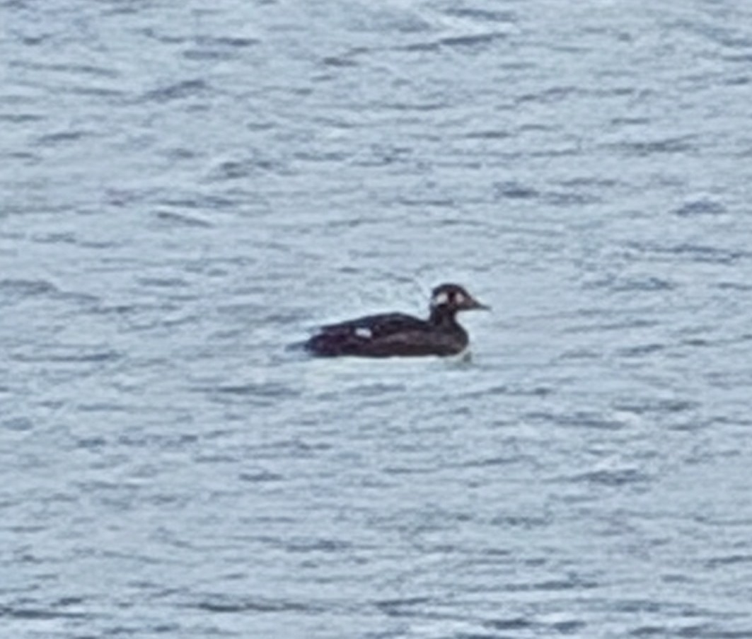 White-winged Scoter - ML645568476