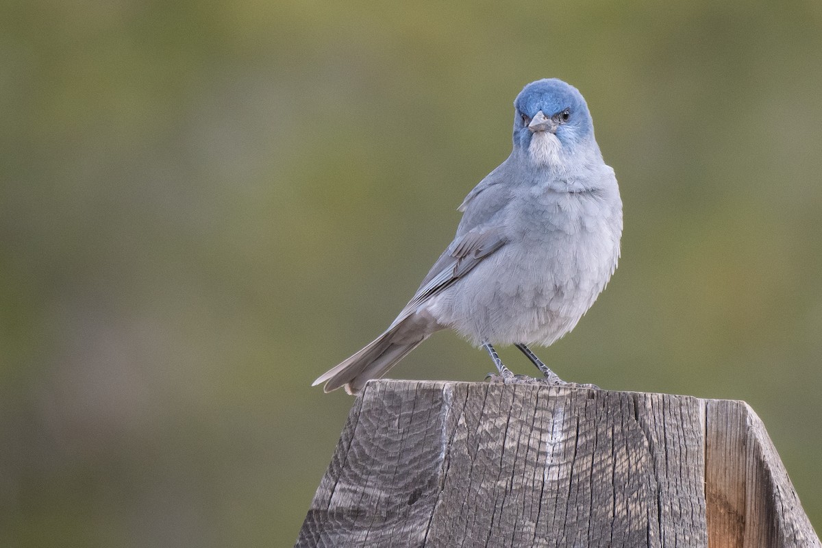 pinjeskrike - ML645568478