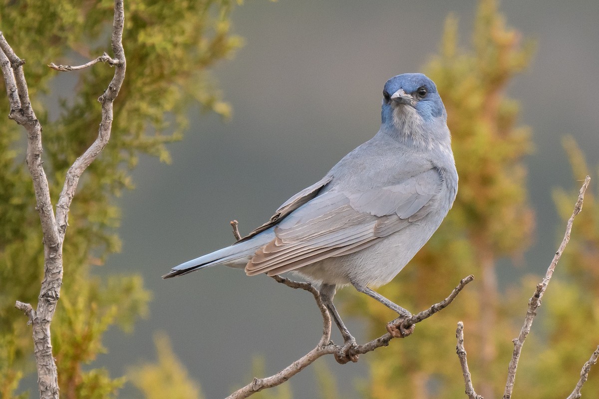 pinjeskrike - ML645568479