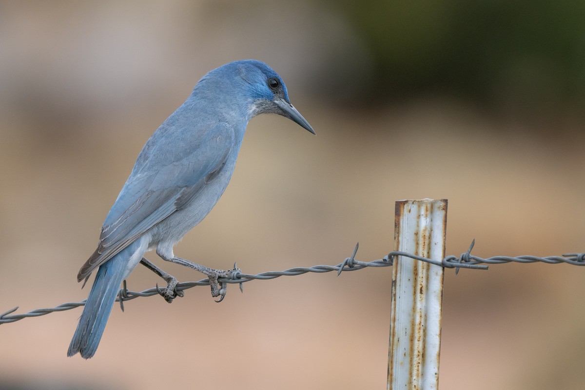 pinjeskrike - ML645568481