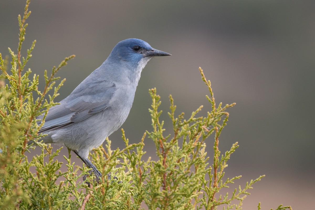 pinjeskrike - ML645568482