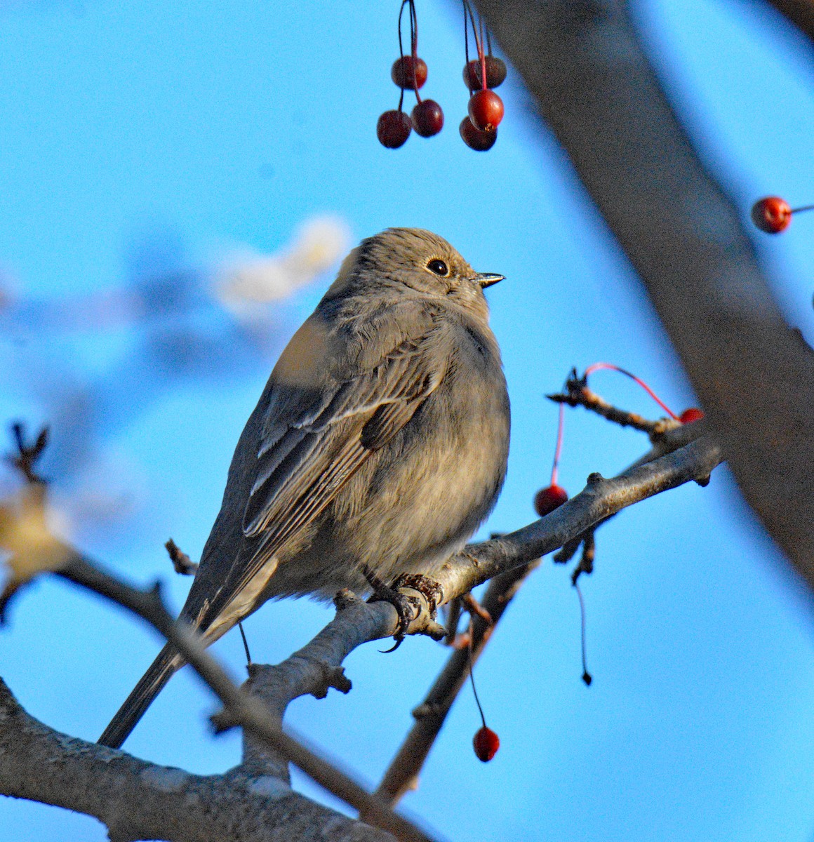 Townsend's Solitaire - ML645568484