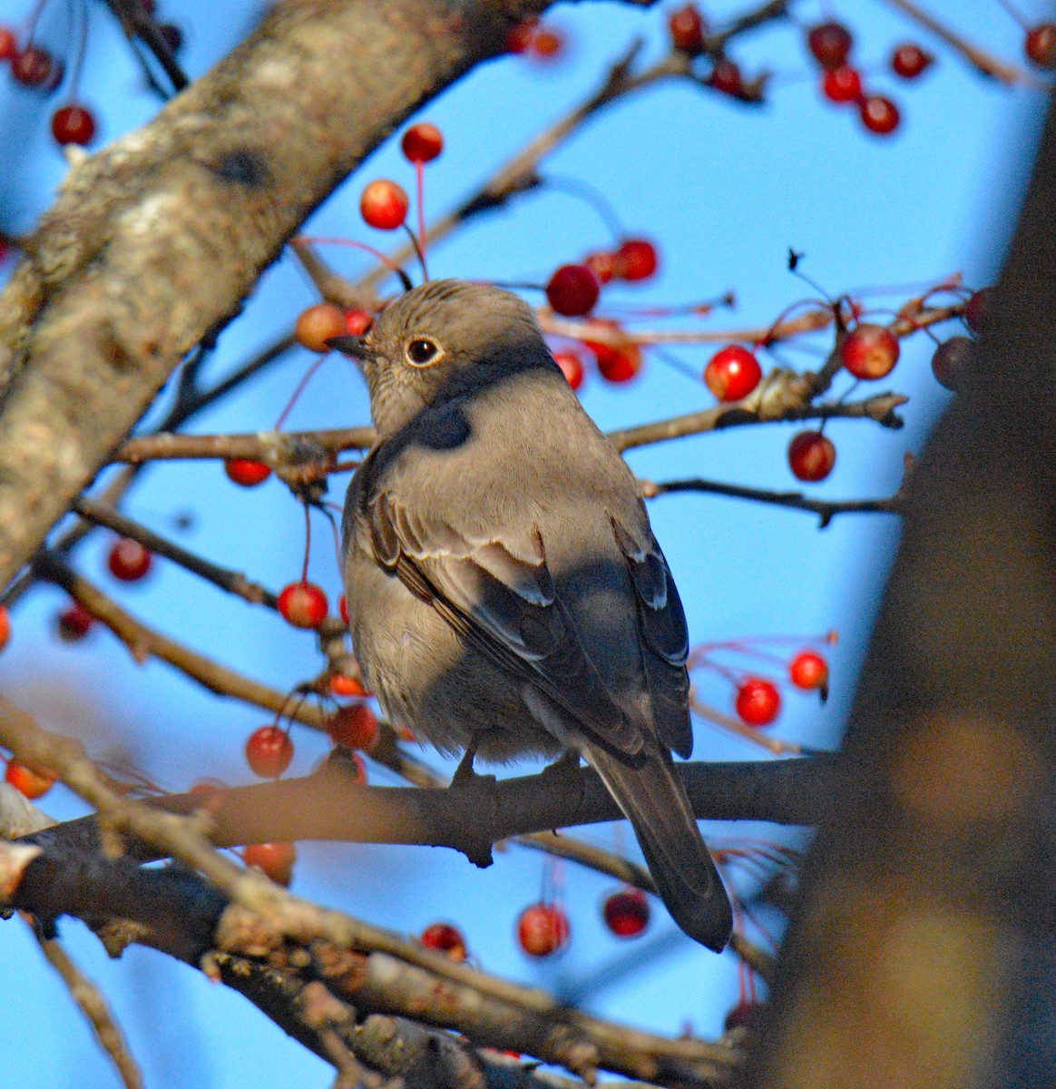 Townsend's Solitaire - ML645568485