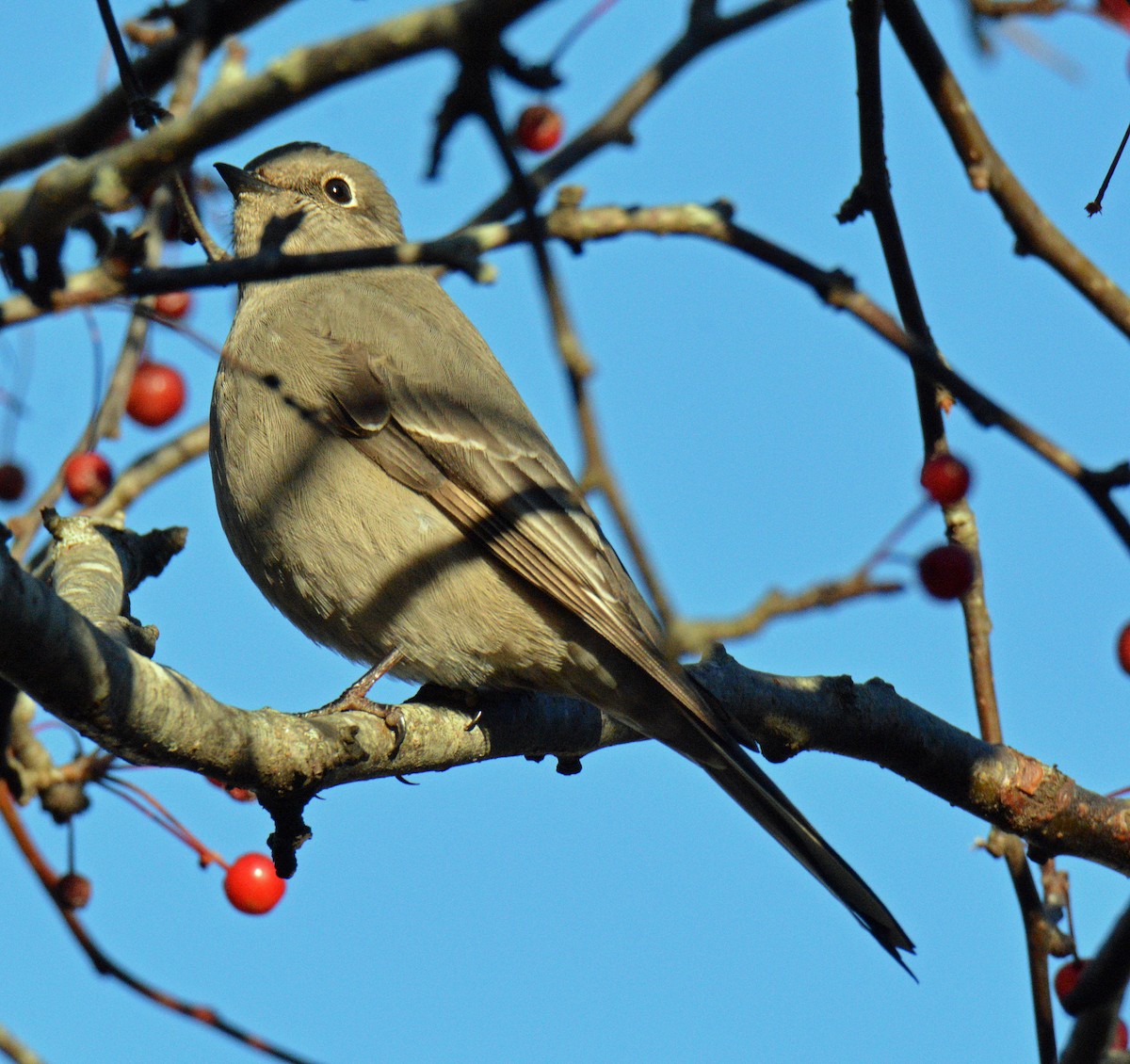 Townsend's Solitaire - ML645568486