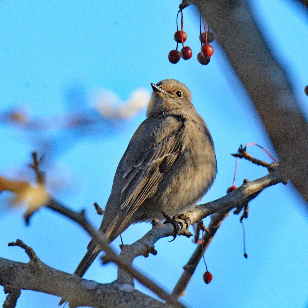 Townsend's Solitaire - ML645568488