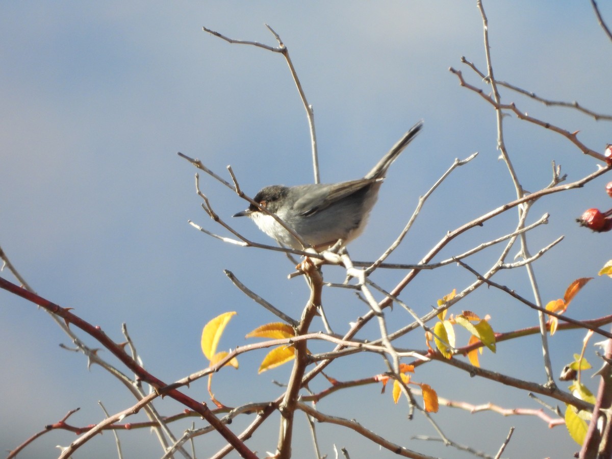 Sardinian Warbler - ML645568489