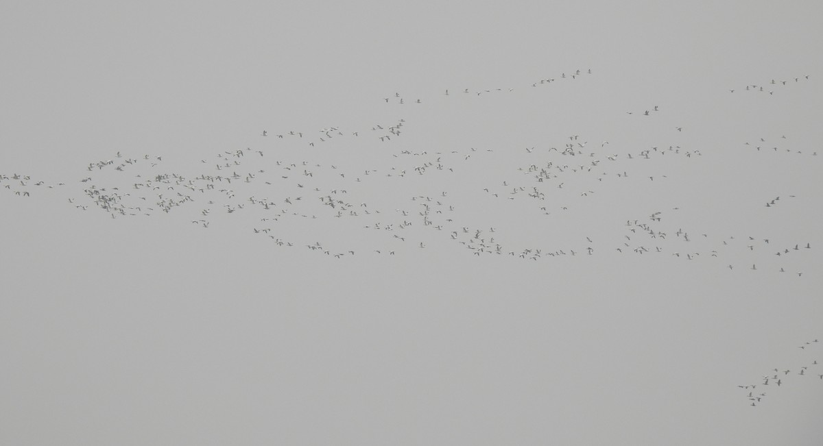 Snow Goose - ML645568496