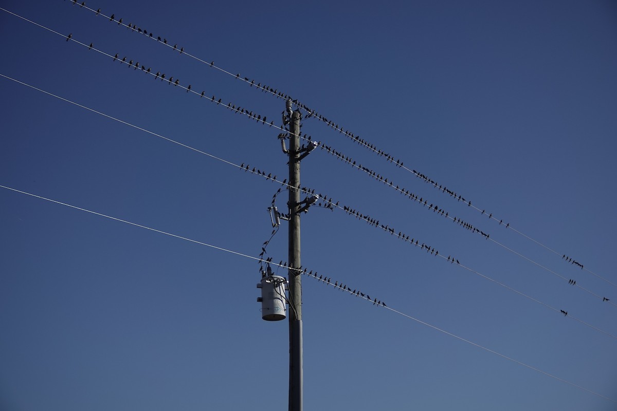 Vacher à tête brune - ML645568510