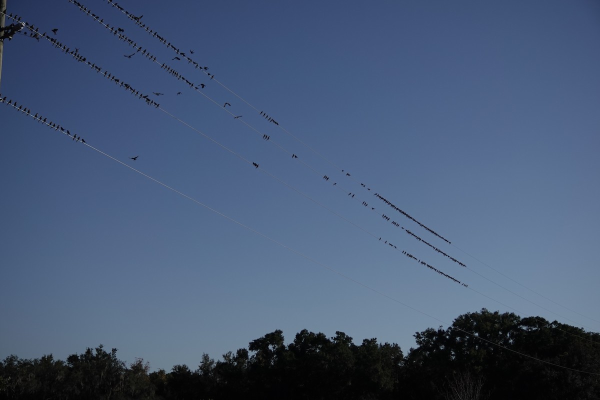 Vacher à tête brune - ML645568511