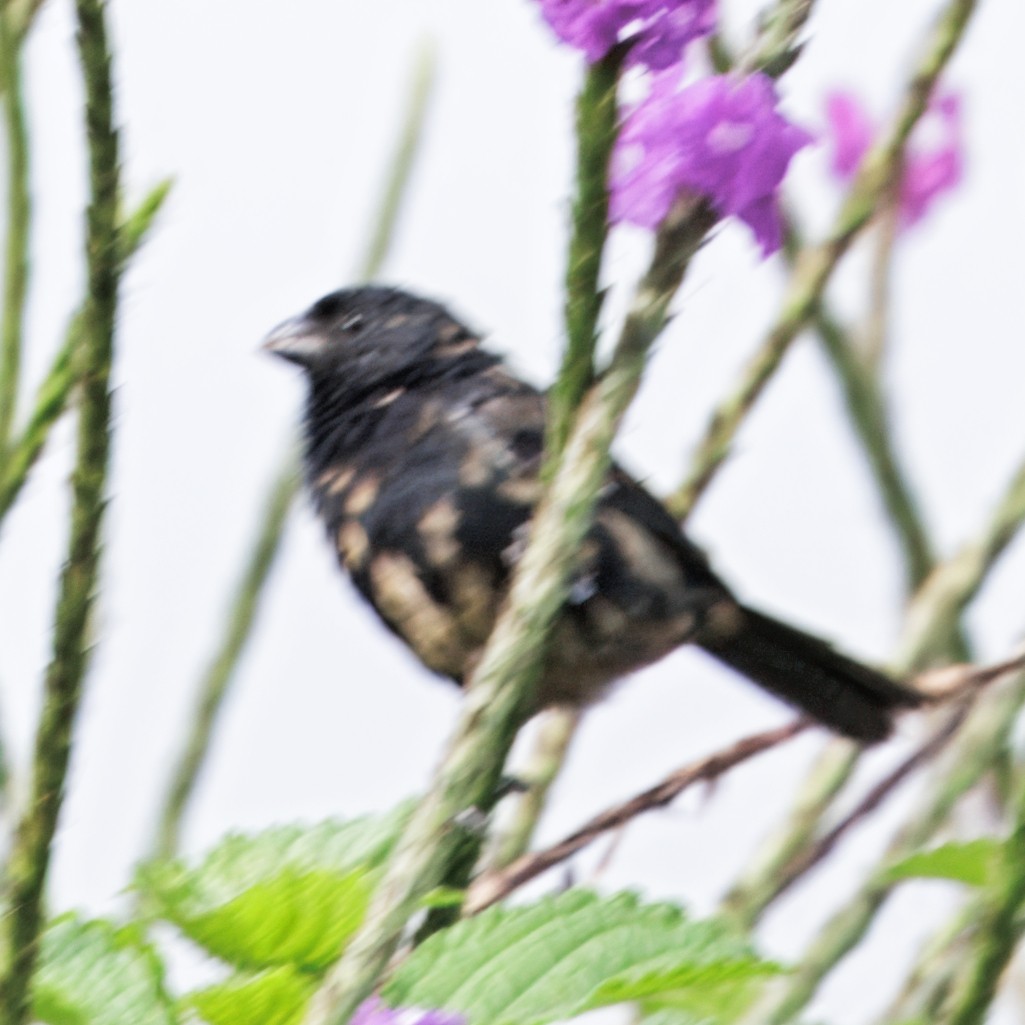 Variable Seedeater - ML645568521