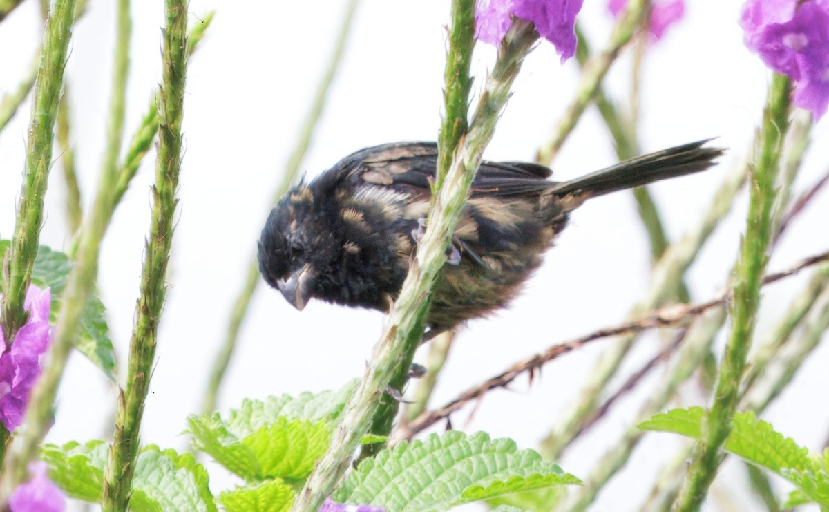 Variable Seedeater - ML645568522