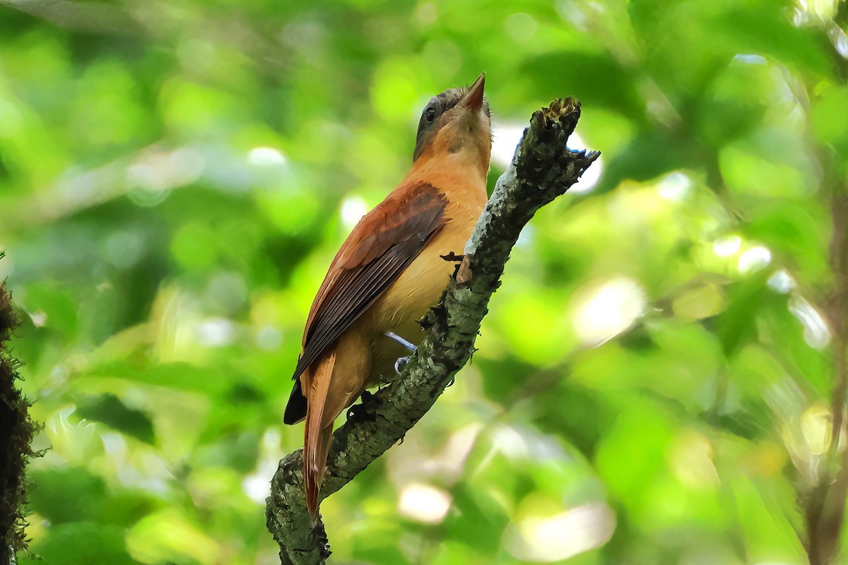 Rufous-tailed Attila - ML645568525
