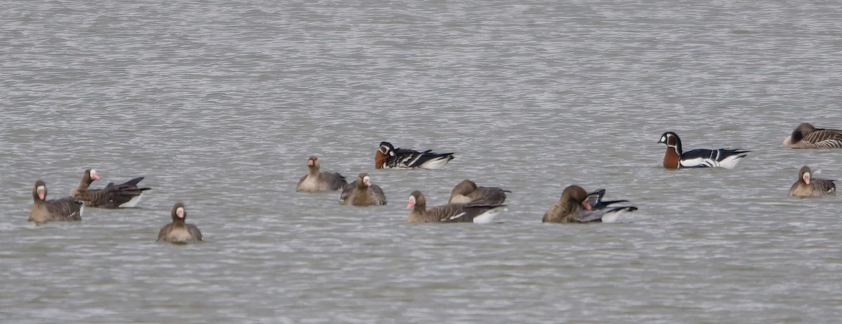 berneška rudokrká - ML645568526