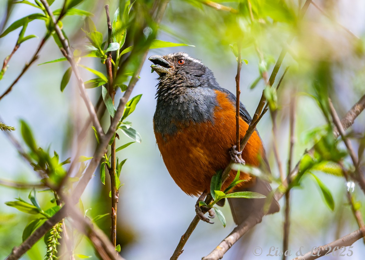 Rufous-bellied Mountain Tanager - ML645568542