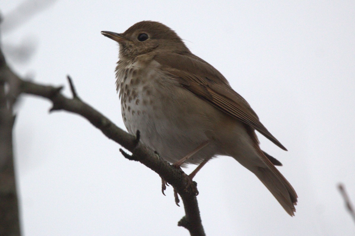 קיכלי חלוד-זנב - ML645568543
