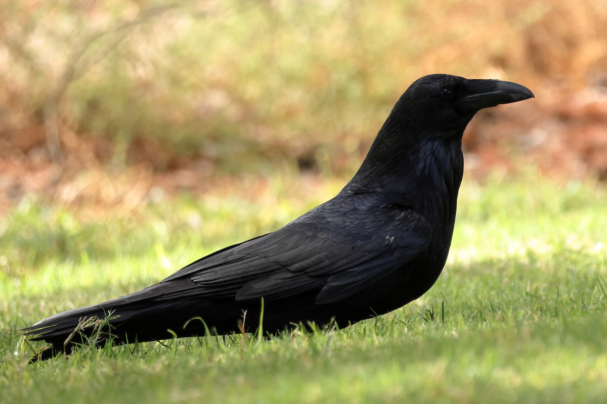 עורב שחור - ML645568544