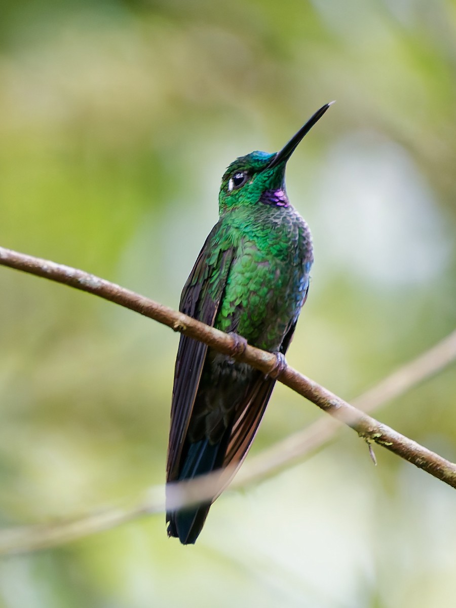 Green-crowned Brilliant - ML645568547