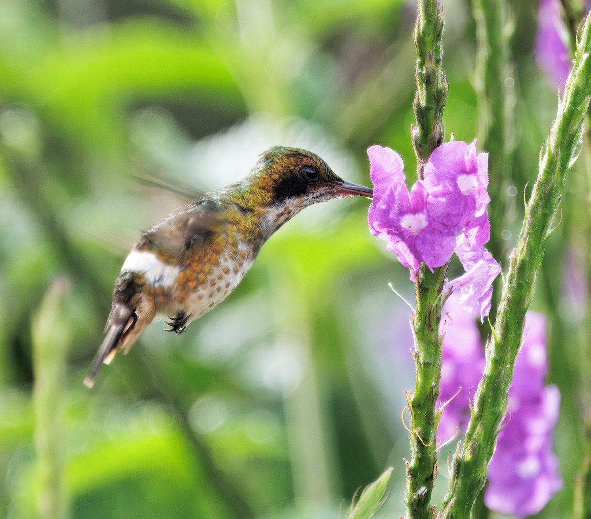 Black-crested Coquette - ML645568548