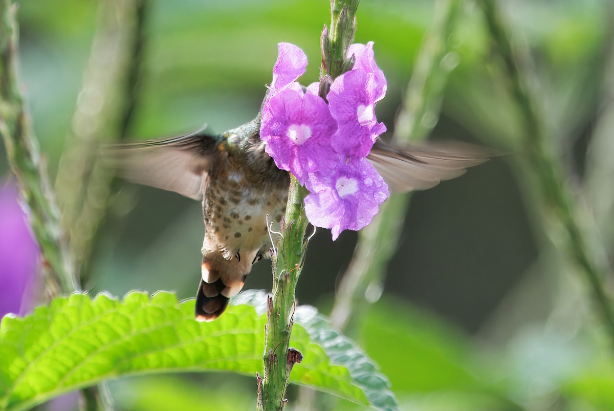 Black-crested Coquette - ML645568549