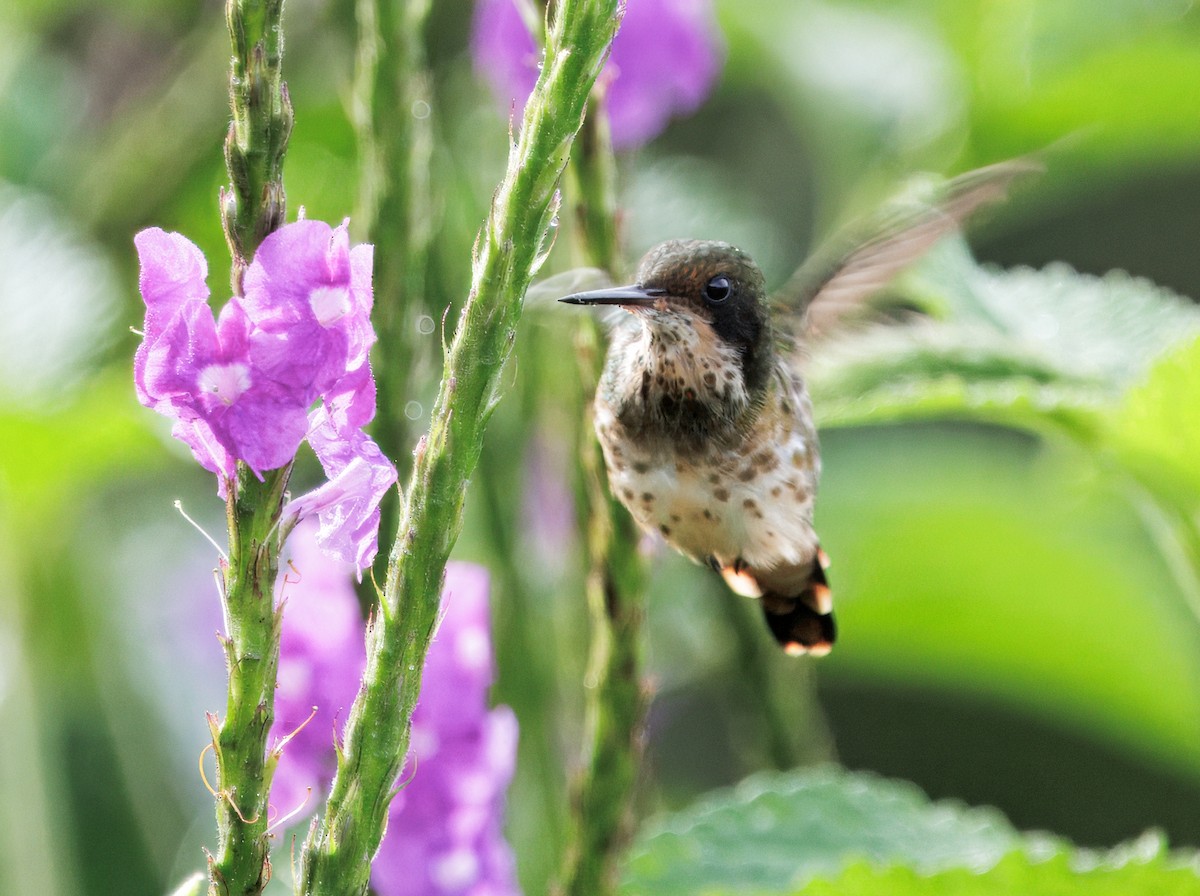 Black-crested Coquette - ML645568550