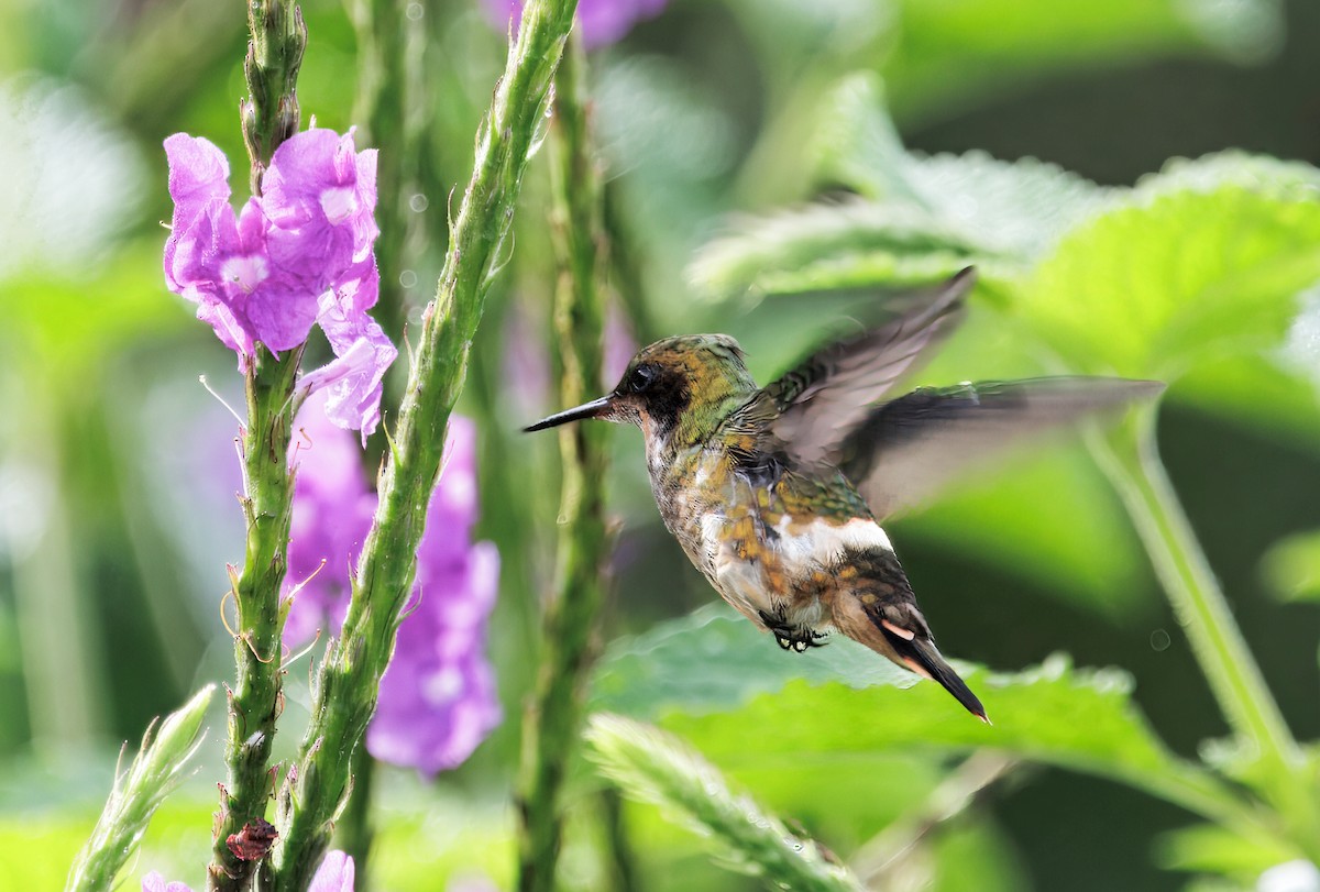 Black-crested Coquette - ML645568551