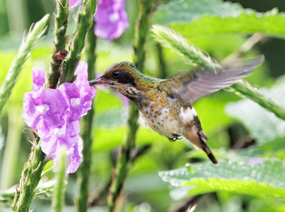 Black-crested Coquette - ML645568552