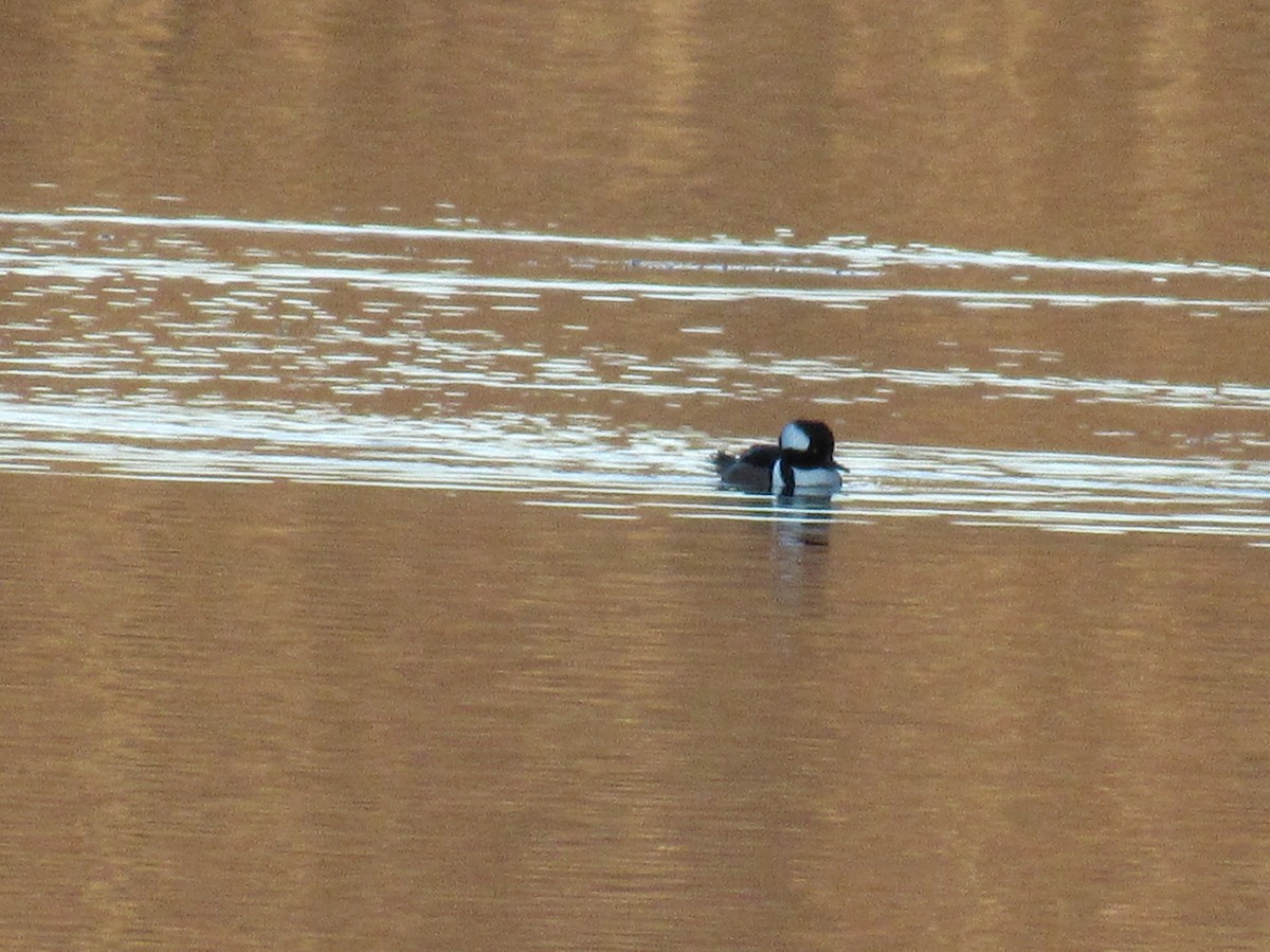 מרגון מקושט - ML645568553