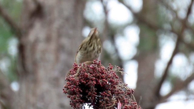 קיכלי חלוד-זנב - ML645568554