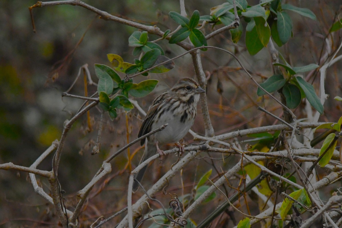 גיבתונית רוננת - ML645568555