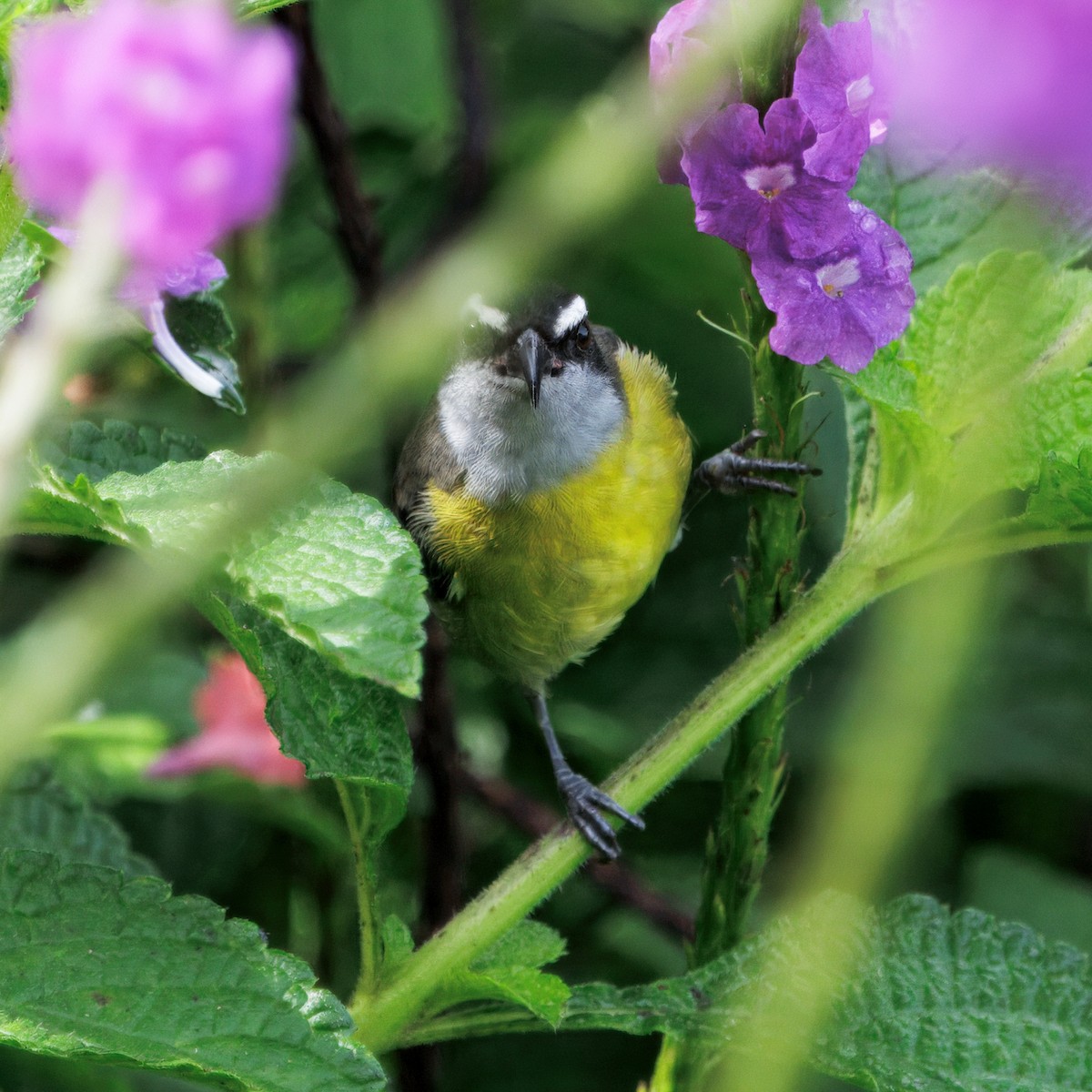 Bananaquit - ML645568557