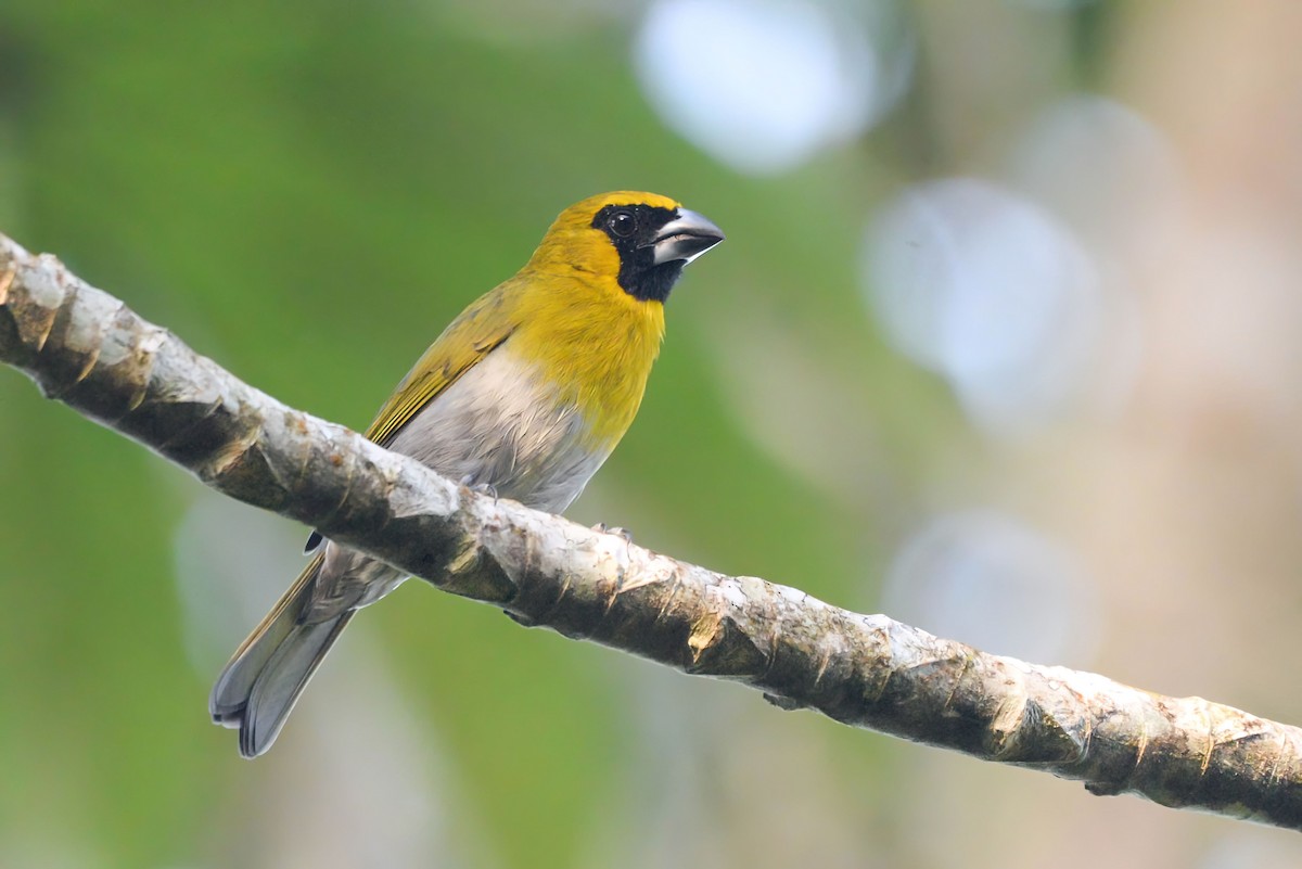 Black-faced Grosbeak - ML645568558