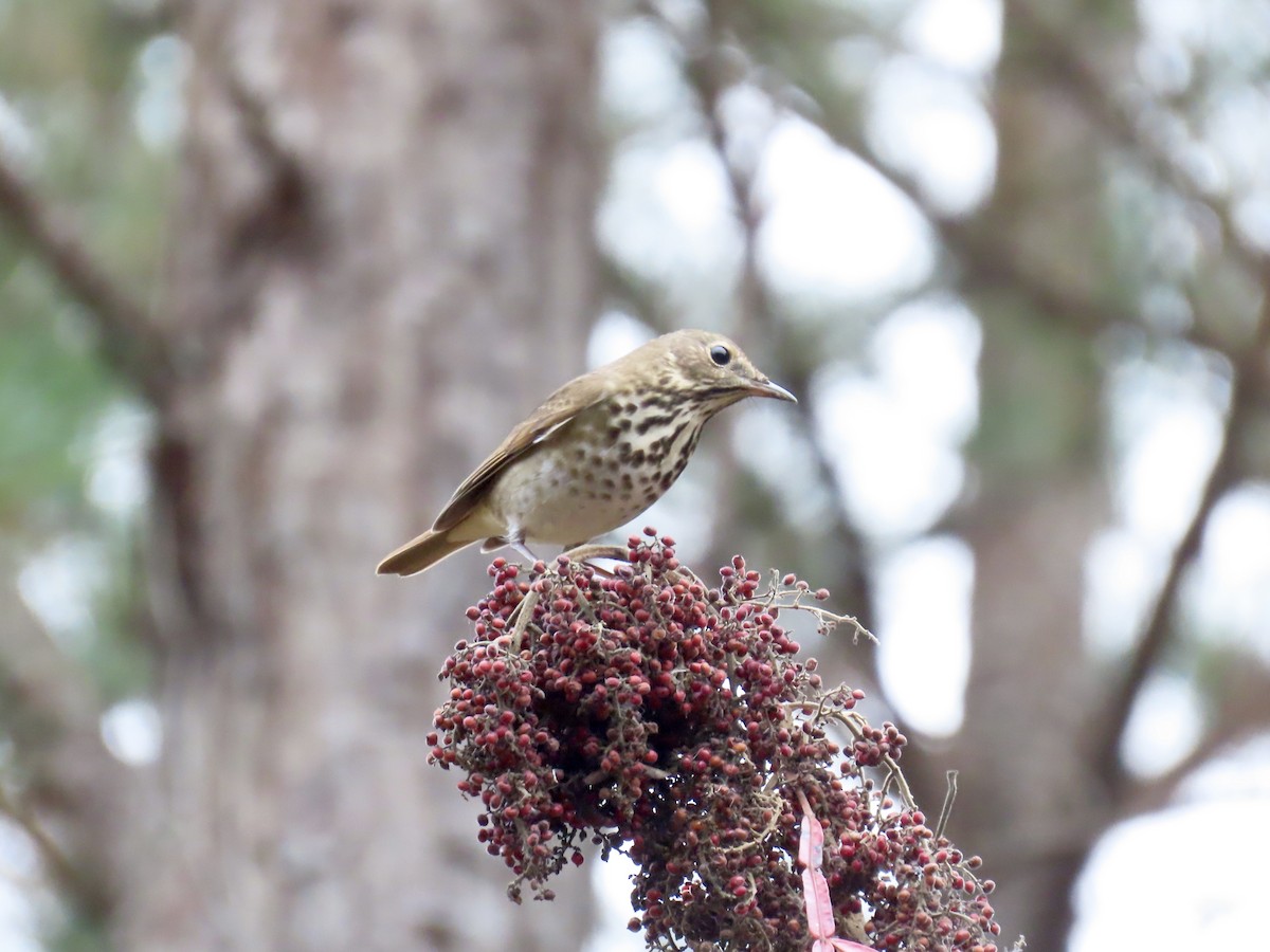 קיכלי חלוד-זנב - ML645568559